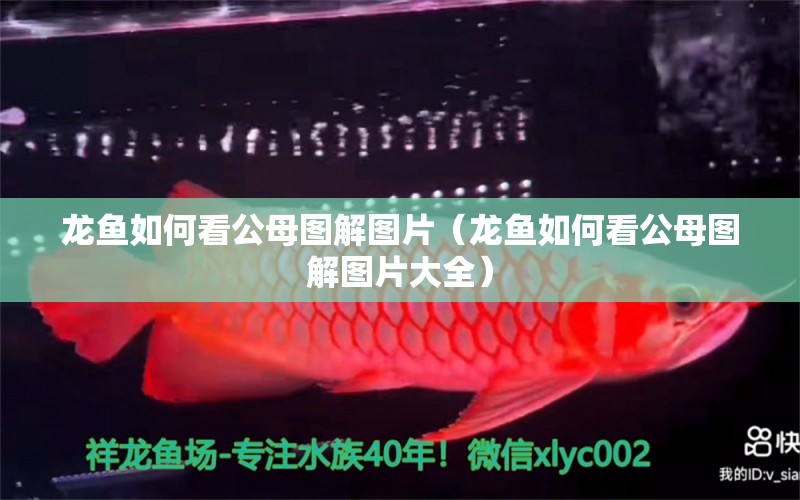 龍魚如何看公母圖解圖片（龍魚如何看公母圖解圖片大全） 廣州龍魚批發(fā)市場