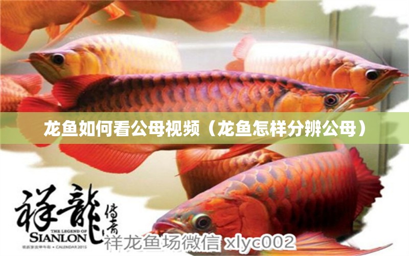 龍魚(yú)如何看公母視頻（龍魚(yú)怎樣分辨公母）