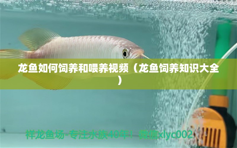 龍魚(yú)如何飼養(yǎng)和喂養(yǎng)視頻（龍魚(yú)飼養(yǎng)知識(shí)大全）