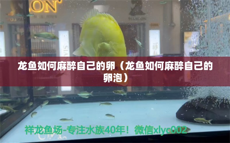 龍魚如何麻醉自己的卵（龍魚如何麻醉自己的卵泡）