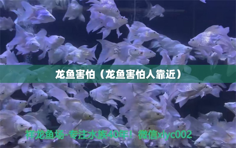 龍魚害怕（龍魚害怕人靠近）