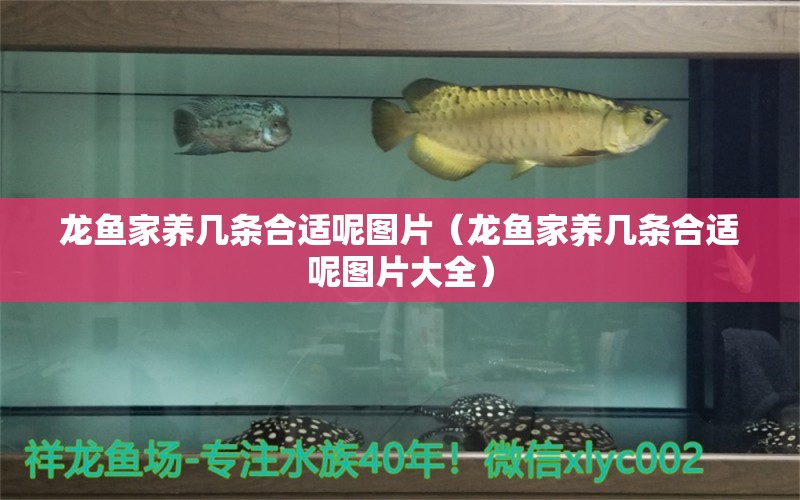 龍魚家養(yǎng)幾條合適呢圖片（龍魚家養(yǎng)幾條合適呢圖片大全）