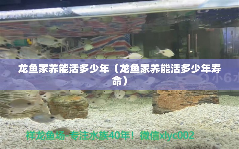 龍魚(yú)家養(yǎng)能活多少年（龍魚(yú)家養(yǎng)能活多少年壽命）