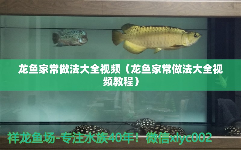 龍魚家常做法大全視頻（龍魚家常做法大全視頻教程） 觀賞魚