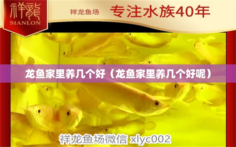 龍魚家里養(yǎng)幾個好（龍魚家里養(yǎng)幾個好呢） 廣州龍魚批發(fā)市場