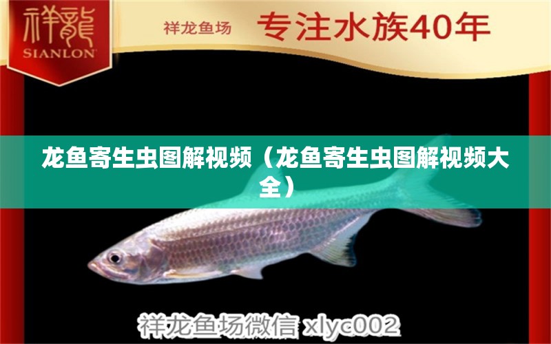 龍魚寄生蟲圖解視頻（龍魚寄生蟲圖解視頻大全）