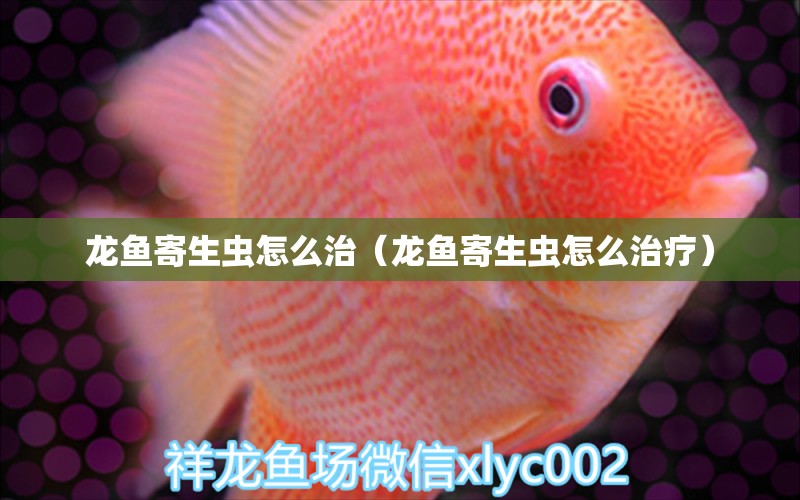 龍魚(yú)寄生蟲(chóng)怎么治（龍魚(yú)寄生蟲(chóng)怎么治療） 龍魚(yú)疾病與治療