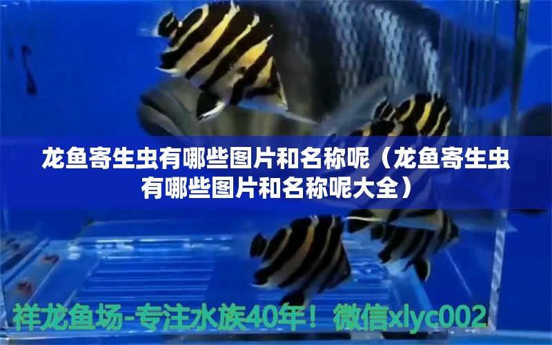 龍魚(yú)寄生蟲(chóng)有哪些圖片和名稱呢（龍魚(yú)寄生蟲(chóng)有哪些圖片和名稱呢大全）