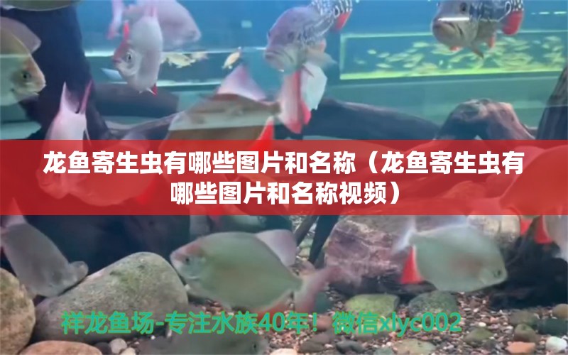 龍魚寄生蟲有哪些圖片和名稱（龍魚寄生蟲有哪些圖片和名稱視頻）