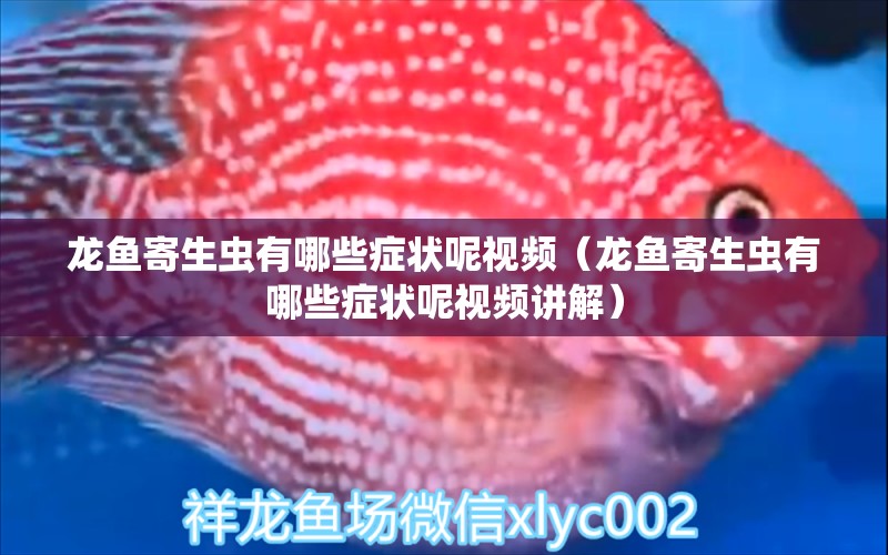 龍魚寄生蟲有哪些癥狀呢視頻（龍魚寄生蟲有哪些癥狀呢視頻講解） 龍魚疾病與治療