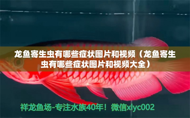 龍魚(yú)寄生蟲(chóng)有哪些癥狀圖片和視頻（龍魚(yú)寄生蟲(chóng)有哪些癥狀圖片和視頻大全）