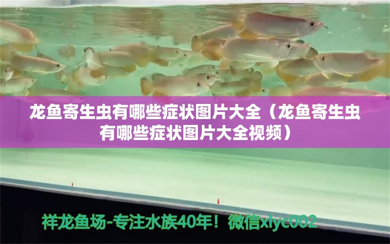 龍魚(yú)寄生蟲(chóng)有哪些癥狀圖片大全（龍魚(yú)寄生蟲(chóng)有哪些癥狀圖片大全視頻）