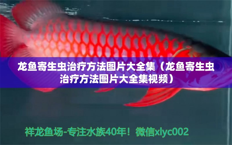 龍魚寄生蟲治療方法圖片大全集（龍魚寄生蟲治療方法圖片大全集視頻）