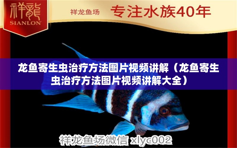 龍魚(yú)寄生蟲(chóng)治療方法圖片視頻講解（龍魚(yú)寄生蟲(chóng)治療方法圖片視頻講解大全）