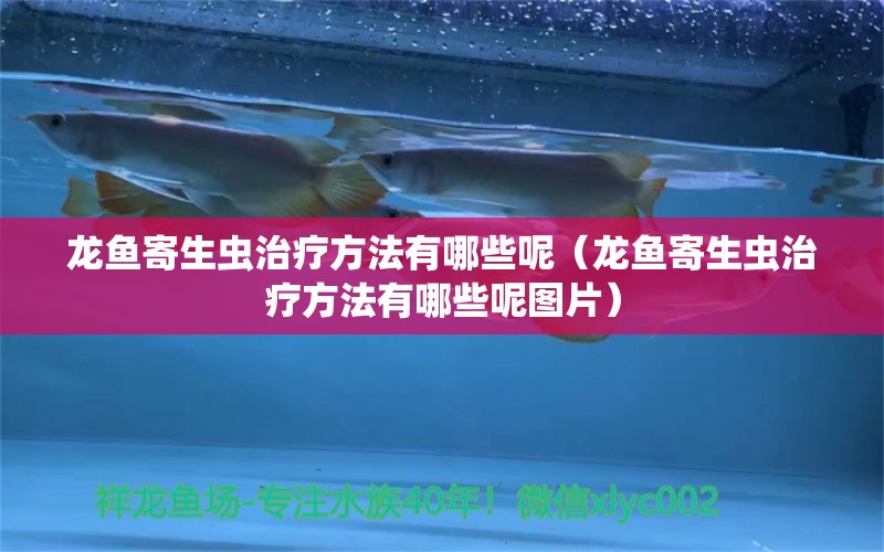 龍魚寄生蟲治療方法有哪些呢（龍魚寄生蟲治療方法有哪些呢圖片） 龍魚疾病與治療