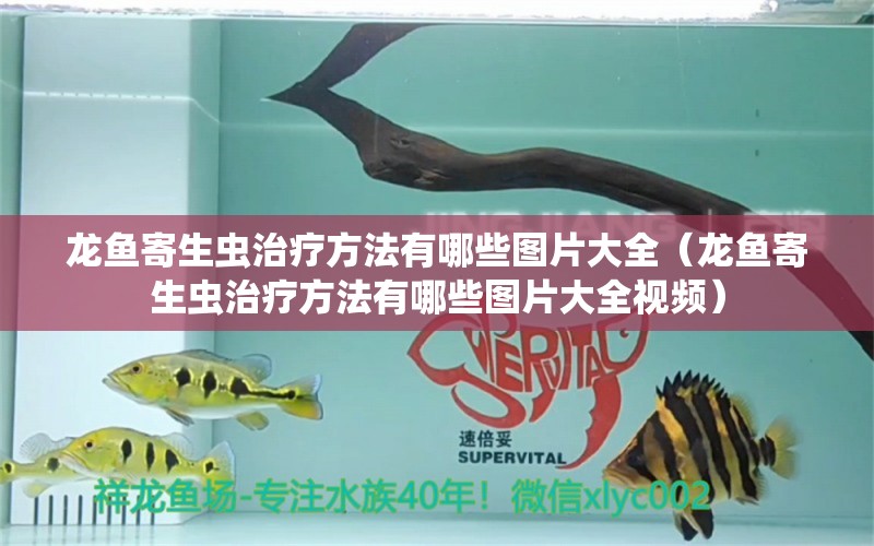 龍魚寄生蟲治療方法有哪些圖片大全（龍魚寄生蟲治療方法有哪些圖片大全視頻）