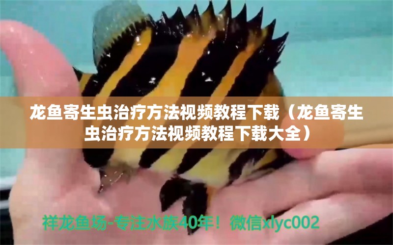 龍魚(yú)寄生蟲(chóng)治療方法視頻教程下載（龍魚(yú)寄生蟲(chóng)治療方法視頻教程下載大全）