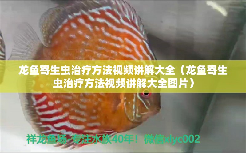 龍魚(yú)寄生蟲(chóng)治療方法視頻講解大全（龍魚(yú)寄生蟲(chóng)治療方法視頻講解大全圖片）