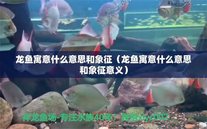 龍魚寓意什么意思和象征（龍魚寓意什么意思和象征意義）