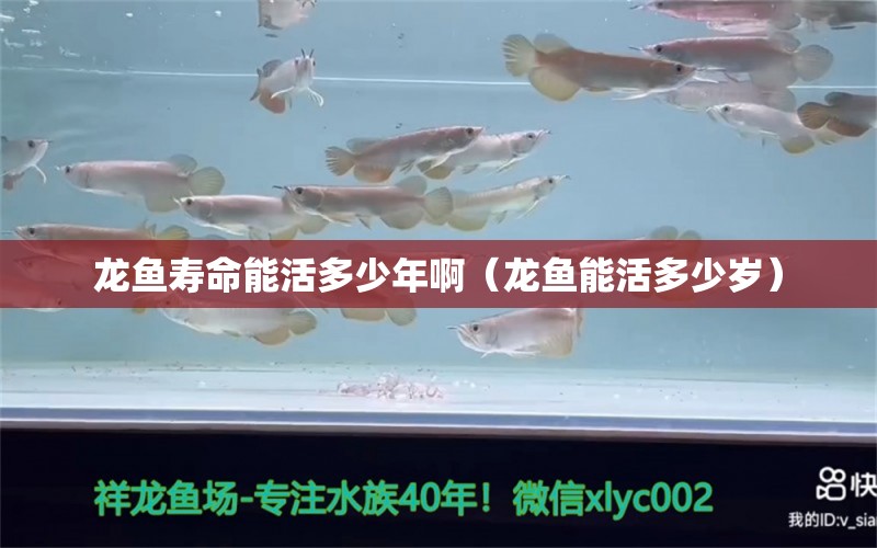 龍魚壽命能活多少年?。堲~能活多少歲）