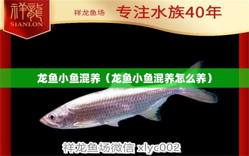 龍魚小魚混養(yǎng)（龍魚小魚混養(yǎng)怎么養(yǎng)）