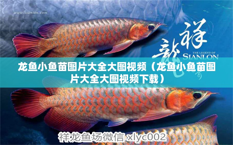 龍魚小魚苗圖片大全大圖視頻（龍魚小魚苗圖片大全大圖視頻下載）