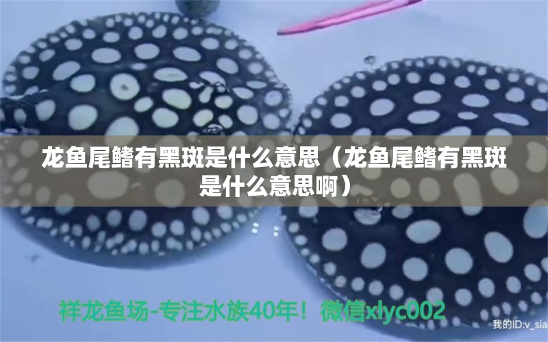 龍魚(yú)尾鰭有黑斑是什么意思（龍魚(yú)尾鰭有黑斑是什么意思?。? title=