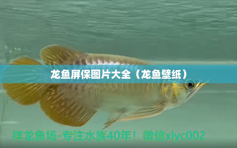 龍魚屏保圖片大全（龍魚壁紙）