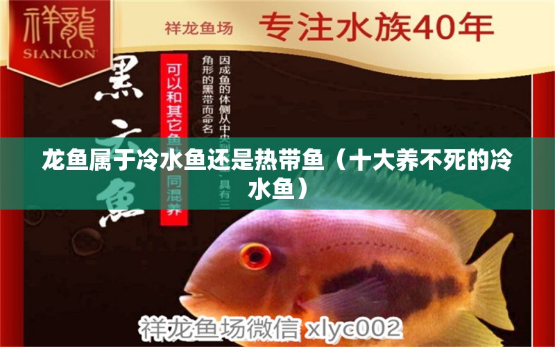 龍魚屬于冷水魚還是熱帶魚（十大養(yǎng)不死的冷水魚） 廣州龍魚批發(fā)市場(chǎng)