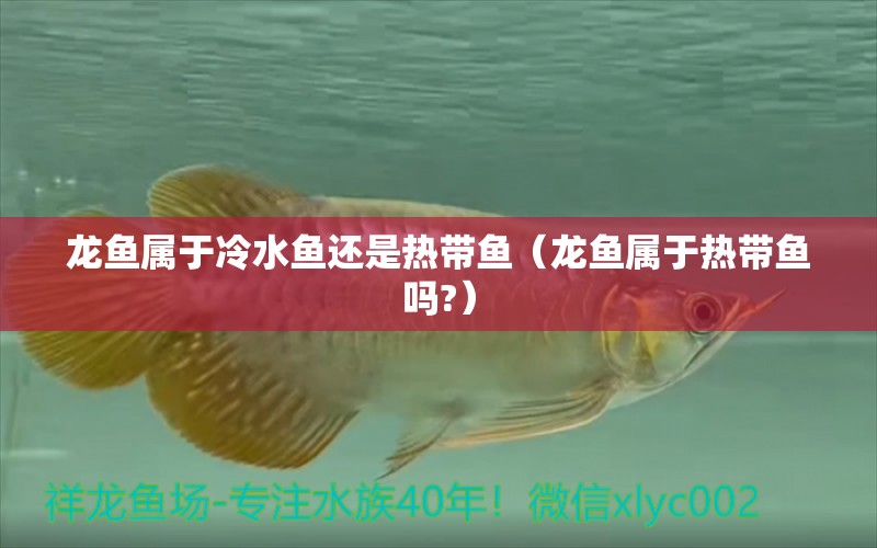 龍魚屬于冷水魚還是熱帶魚（龍魚屬于熱帶魚嗎?）