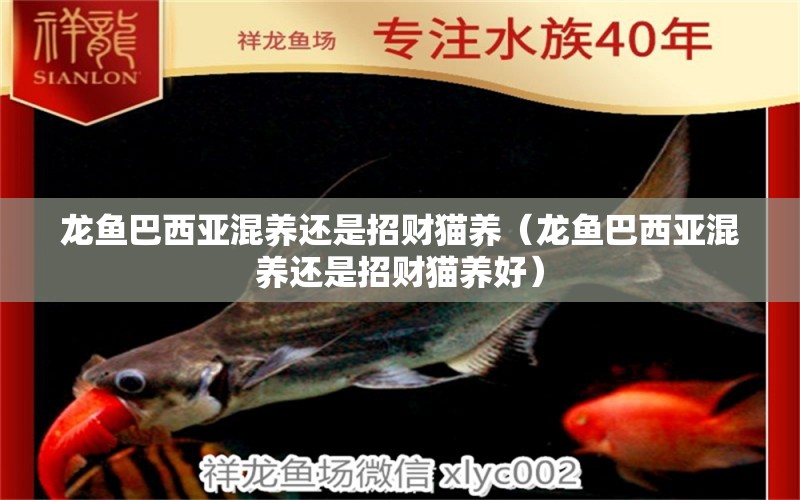 龍魚巴西亞混養(yǎng)還是招財貓養(yǎng)（龍魚巴西亞混養(yǎng)還是招財貓養(yǎng)好） 月光鴨嘴魚苗