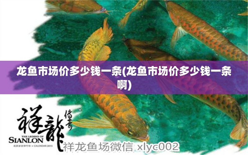 龍魚市場(chǎng)價(jià)多少錢一條(龍魚市場(chǎng)價(jià)多少錢一條啊) 魚缸/水族箱