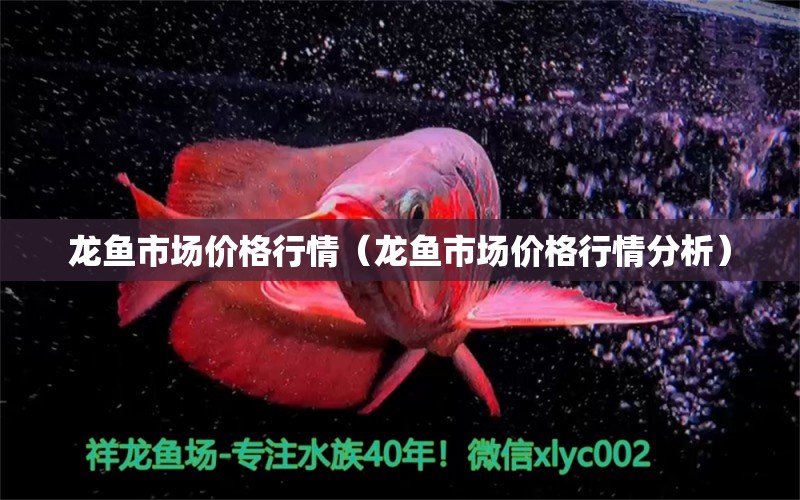 龍魚市場價格行情（龍魚市場價格行情分析）