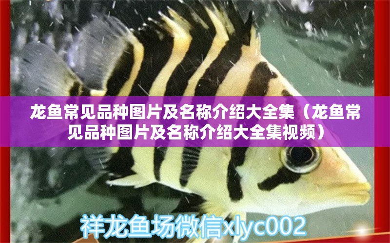 龍魚(yú)常見(jiàn)品種圖片及名稱(chēng)介紹大全集（龍魚(yú)常見(jiàn)品種圖片及名稱(chēng)介紹大全集視頻） 龍魚(yú)疾病與治療