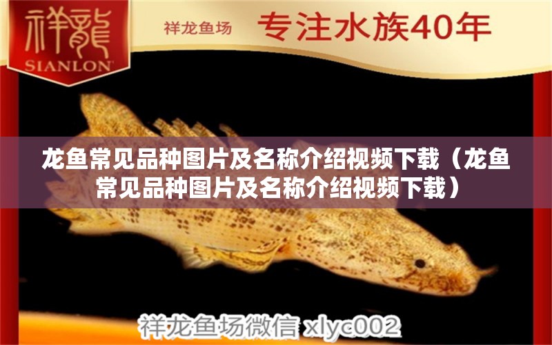 龍魚常見品種圖片及名稱介紹視頻下載（龍魚常見品種圖片及名稱介紹視頻下載） 龍魚疾病與治療