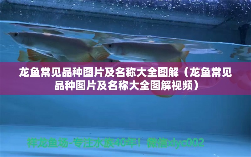 龍魚常見品種圖片及名稱大全圖解（龍魚常見品種圖片及名稱大全圖解視頻）