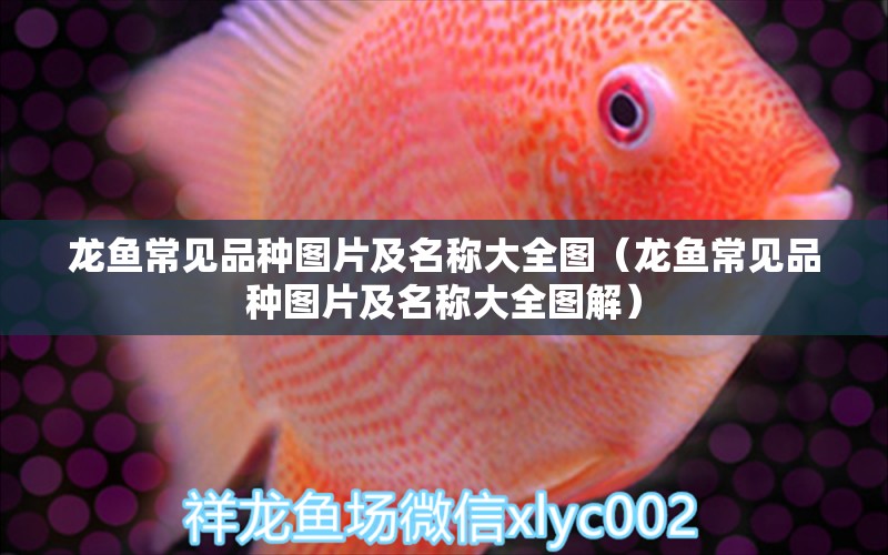 龍魚常見品種圖片及名稱大全圖（龍魚常見品種圖片及名稱大全圖解）