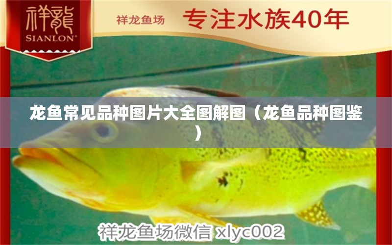 龍魚常見品種圖片大全圖解圖（龍魚品種圖鑒） 龍魚疾病與治療