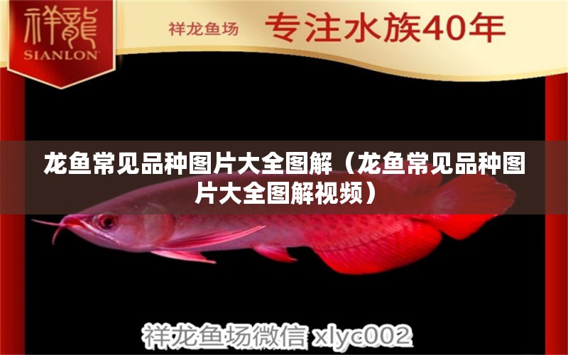 龍魚常見品種圖片大全圖解（龍魚常見品種圖片大全圖解視頻） 龍魚疾病與治療