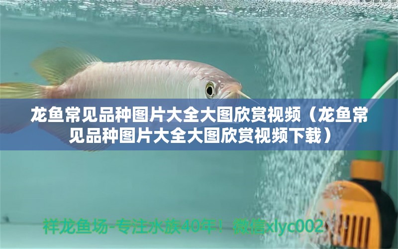 龍魚常見品種圖片大全大圖欣賞視頻（龍魚常見品種圖片大全大圖欣賞視頻下載）