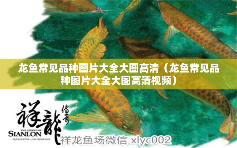 龍魚常見品種圖片大全大圖高清（龍魚常見品種圖片大全大圖高清視頻）