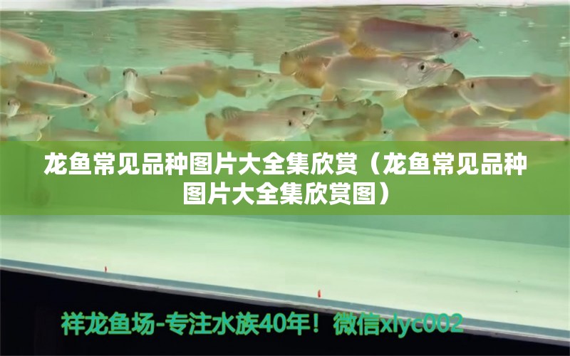 龍魚常見品種圖片大全集欣賞（龍魚常見品種圖片大全集欣賞圖） 龍魚疾病與治療