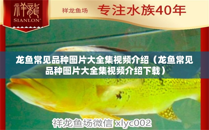 龍魚常見品種圖片大全集視頻介紹（龍魚常見品種圖片大全集視頻介紹下載） 龍魚疾病與治療