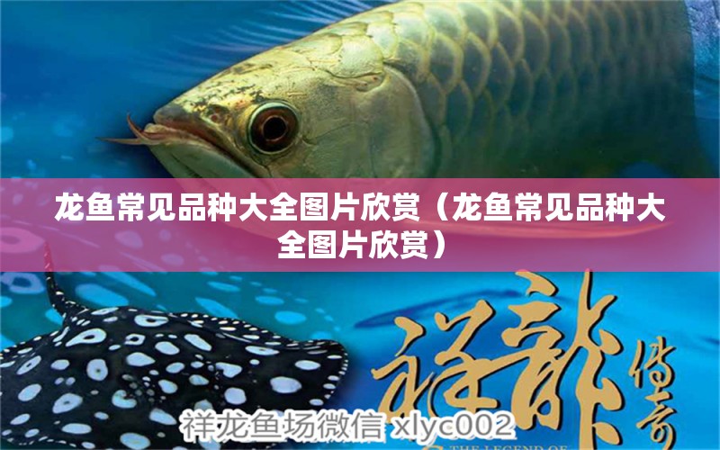 龍魚常見品種大全圖片欣賞（龍魚常見品種大全圖片欣賞）