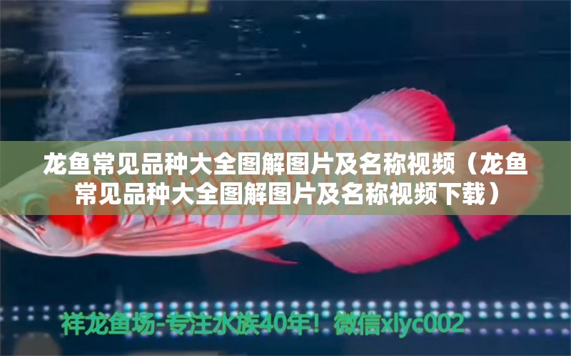 龍魚常見品種大全圖解圖片及名稱視頻（龍魚常見品種大全圖解圖片及名稱視頻下載） 龍魚疾病與治療