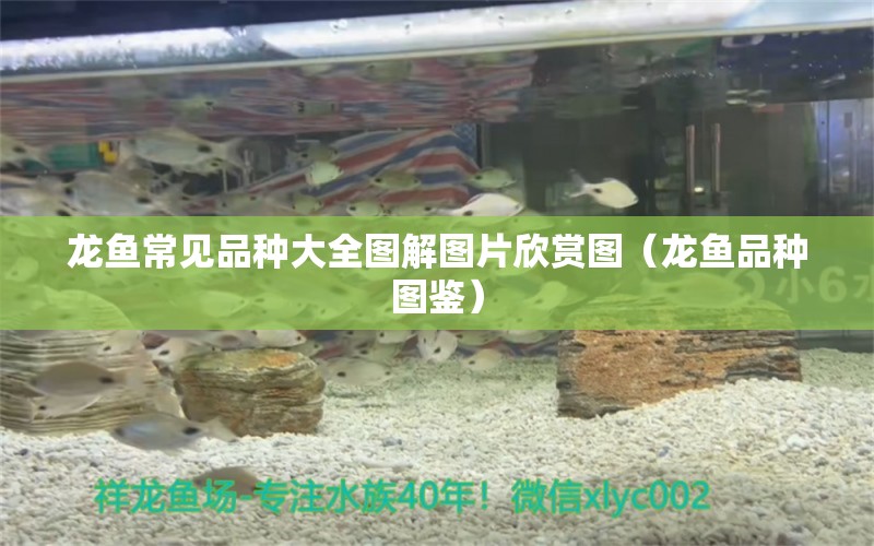 龍魚常見品種大全圖解圖片欣賞圖（龍魚品種圖鑒） 龍魚疾病與治療