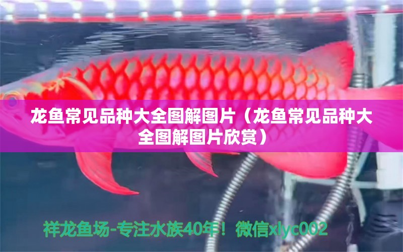 龍魚常見品種大全圖解圖片（龍魚常見品種大全圖解圖片欣賞）