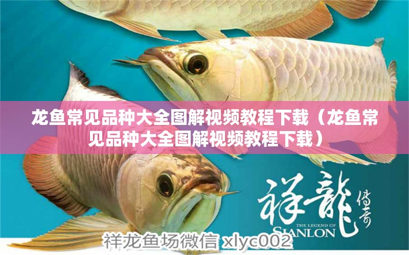 龍魚常見品種大全圖解視頻教程下載（龍魚常見品種大全圖解視頻教程下載）