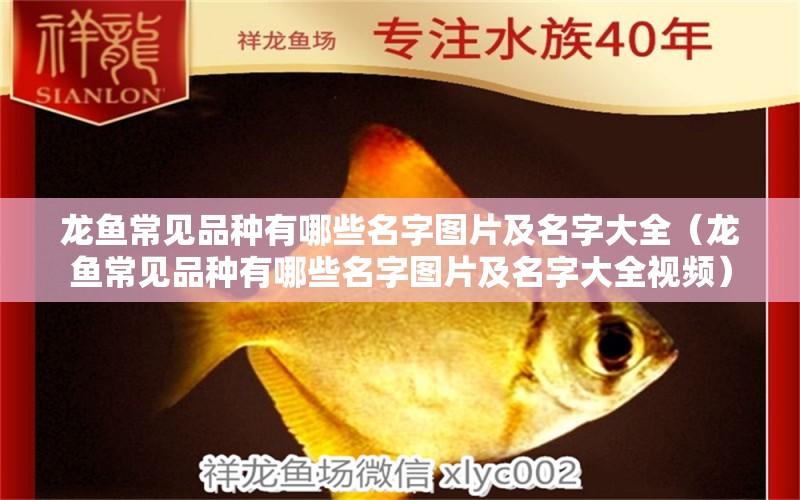 龍魚常見品種有哪些名字圖片及名字大全（龍魚常見品種有哪些名字圖片及名字大全視頻）