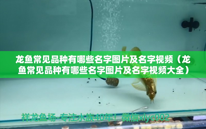 龍魚常見品種有哪些名字圖片及名字視頻（龍魚常見品種有哪些名字圖片及名字視頻大全）